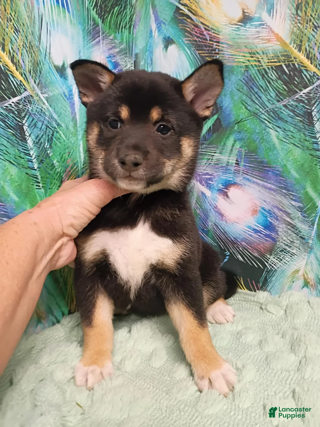 Shiba Inu dogs for sale: Keno 7 weeks old. - Ad 2
