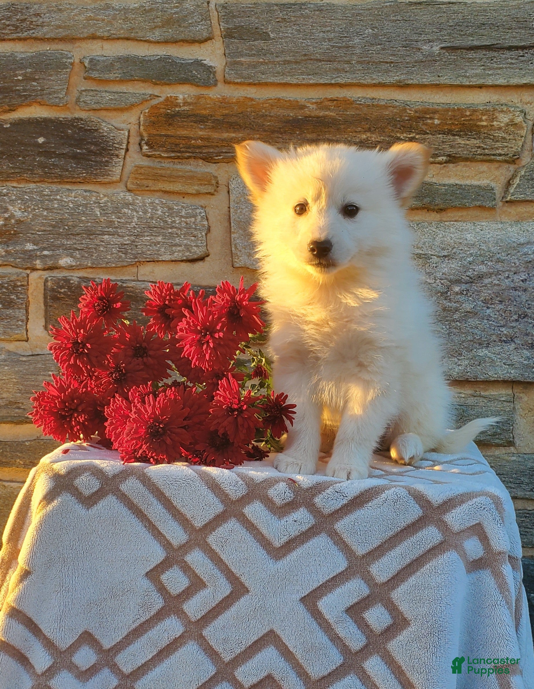 Mixed Breed dogs Billy - Ad 19