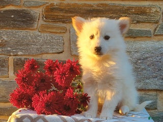 Mixed Breed dogs Billy - Ad 8