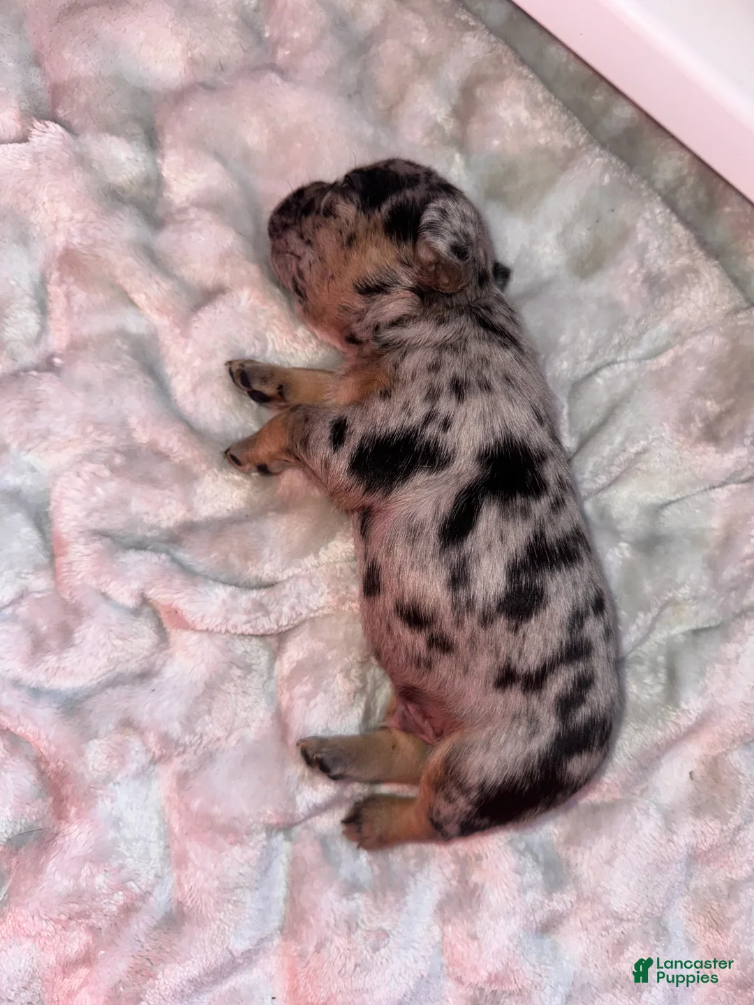 French Bulldog dogs for sale: Rocky - Ad 2