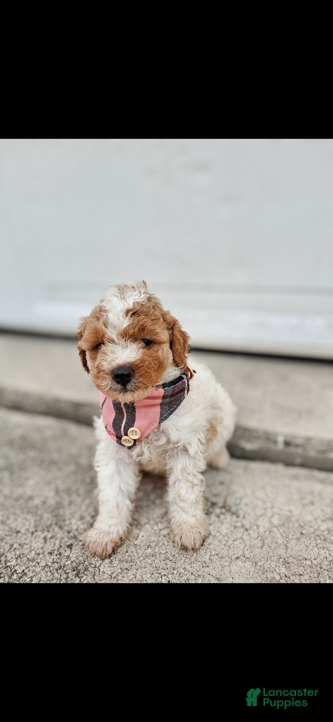Mini Goldendoodle dogs for sale: Blossom - Ad 5