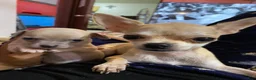 Chihuahua dogs for sale: Chihuahua Puppy 1 - Ad 12