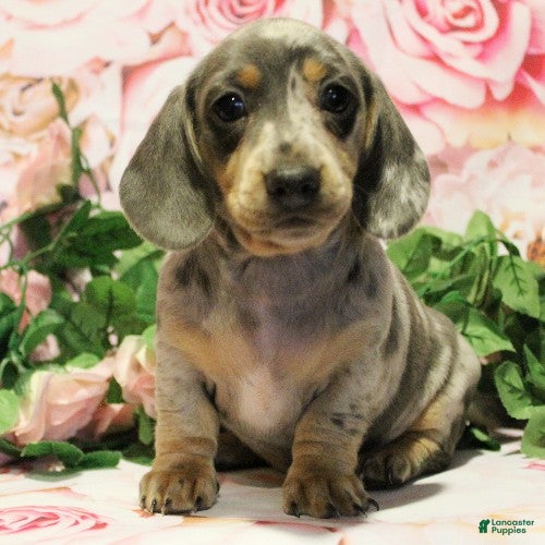 Dachshund dogs Rosalia - Ad 1