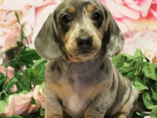 Dachshund dogs for sale: Rosalia - Ad 4