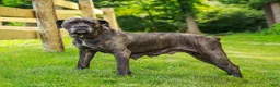 Cane Corso dogs for sale: Alaska (Champion Bloodline) - Ad 9