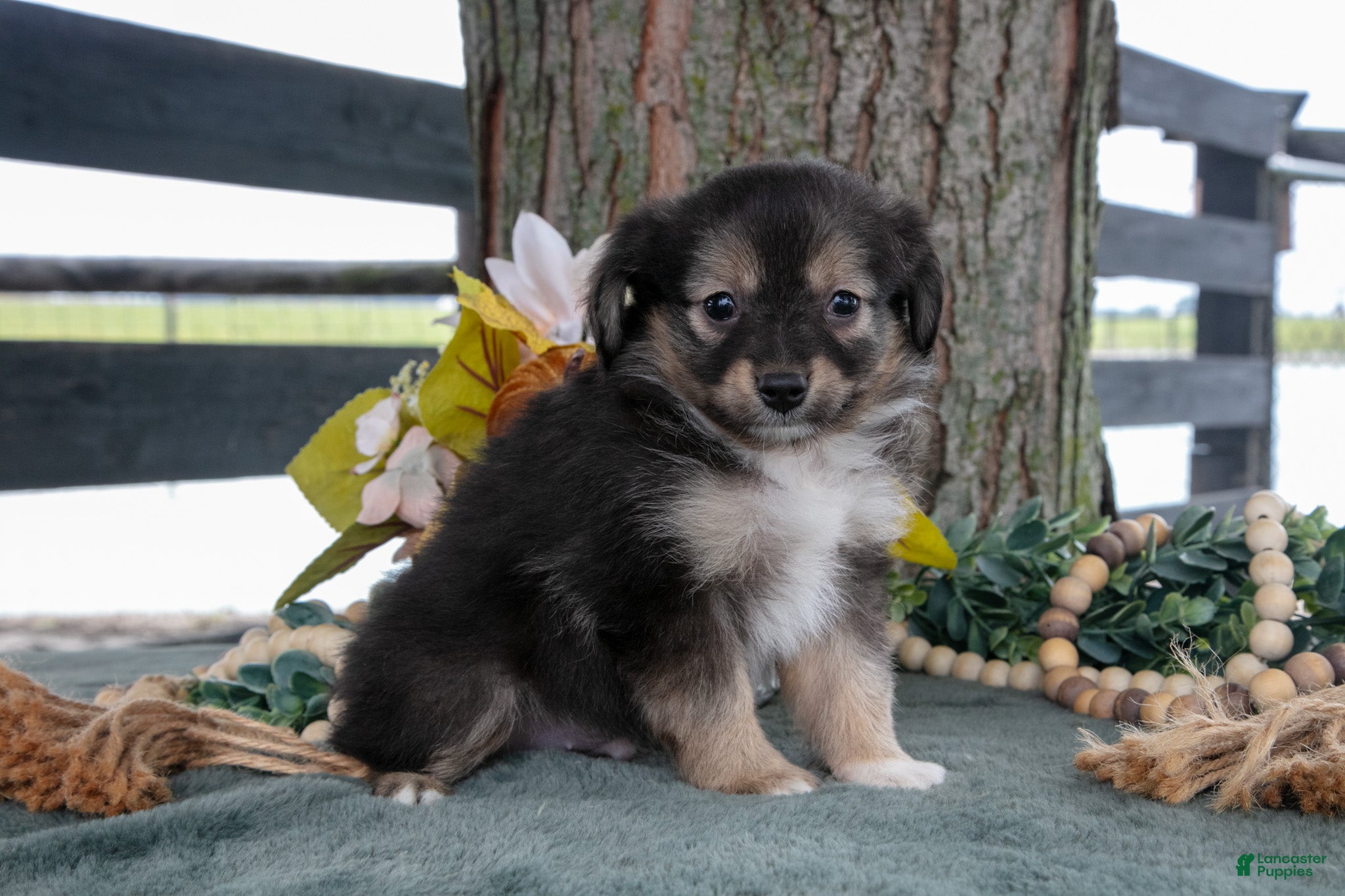 Winston