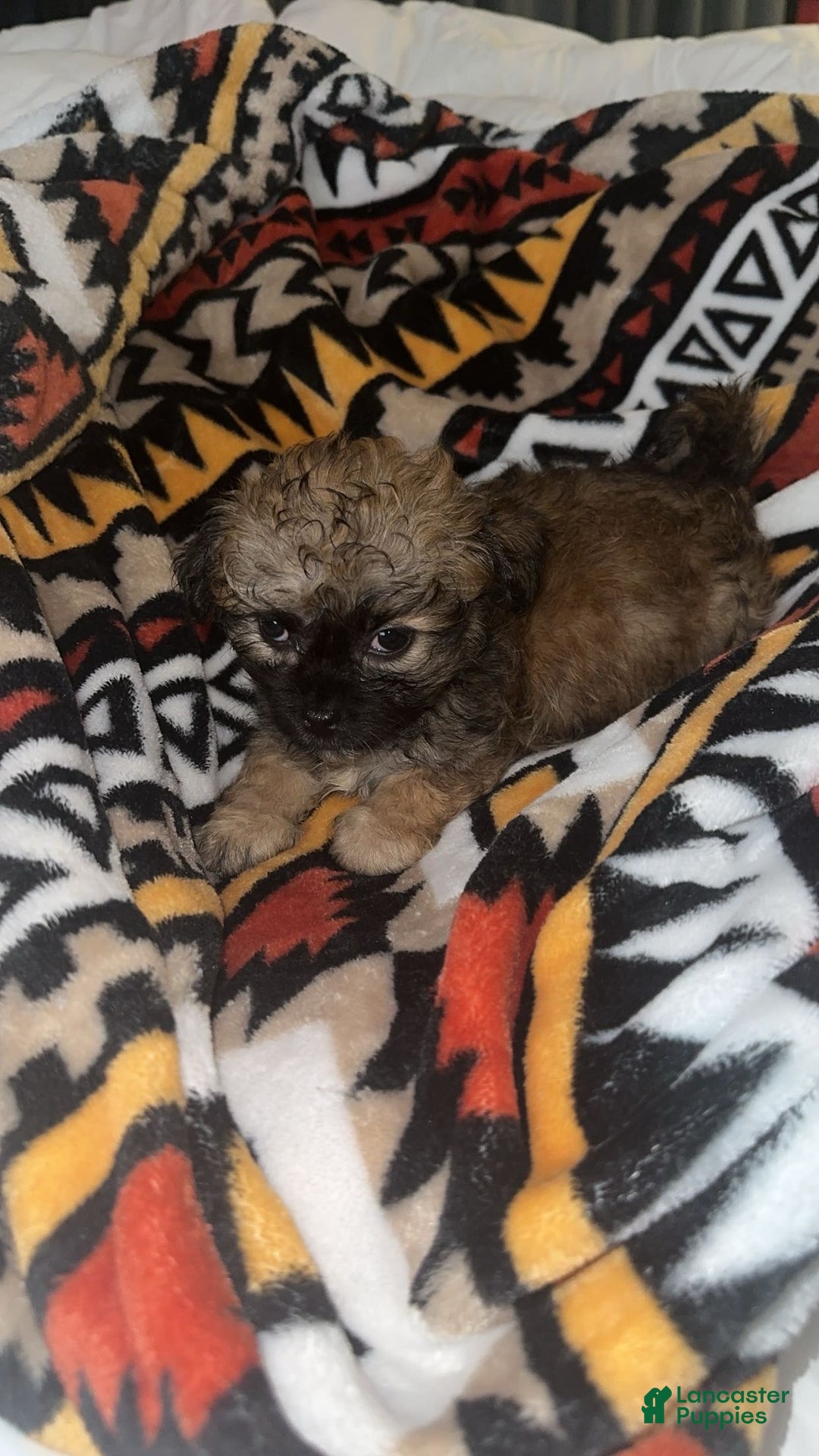 Shihpoo dogs for sale: Tiger - Ad 3