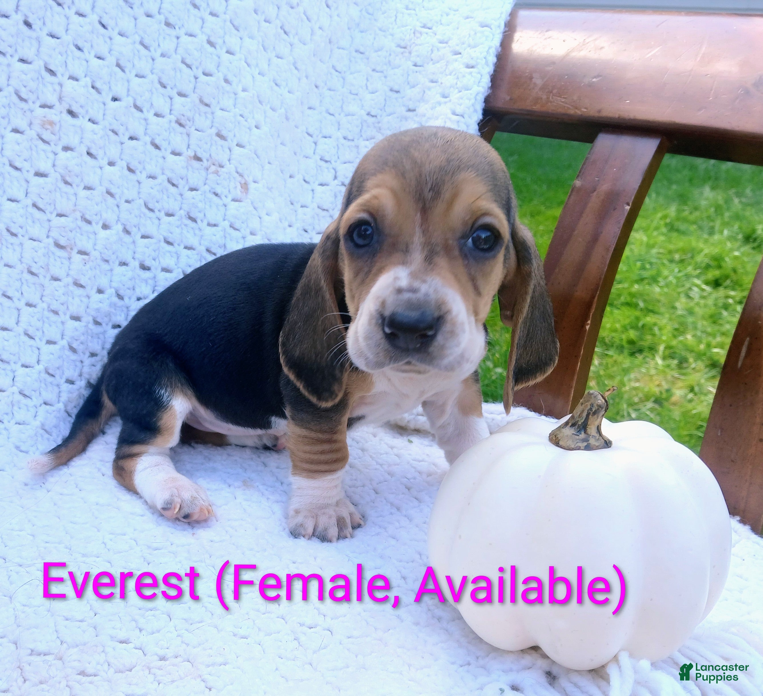 Everest (Basset Hound, Female) in Massillon, OH