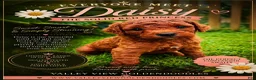 Mini Goldendoodle dogs for sale: Daisy - Ad 2