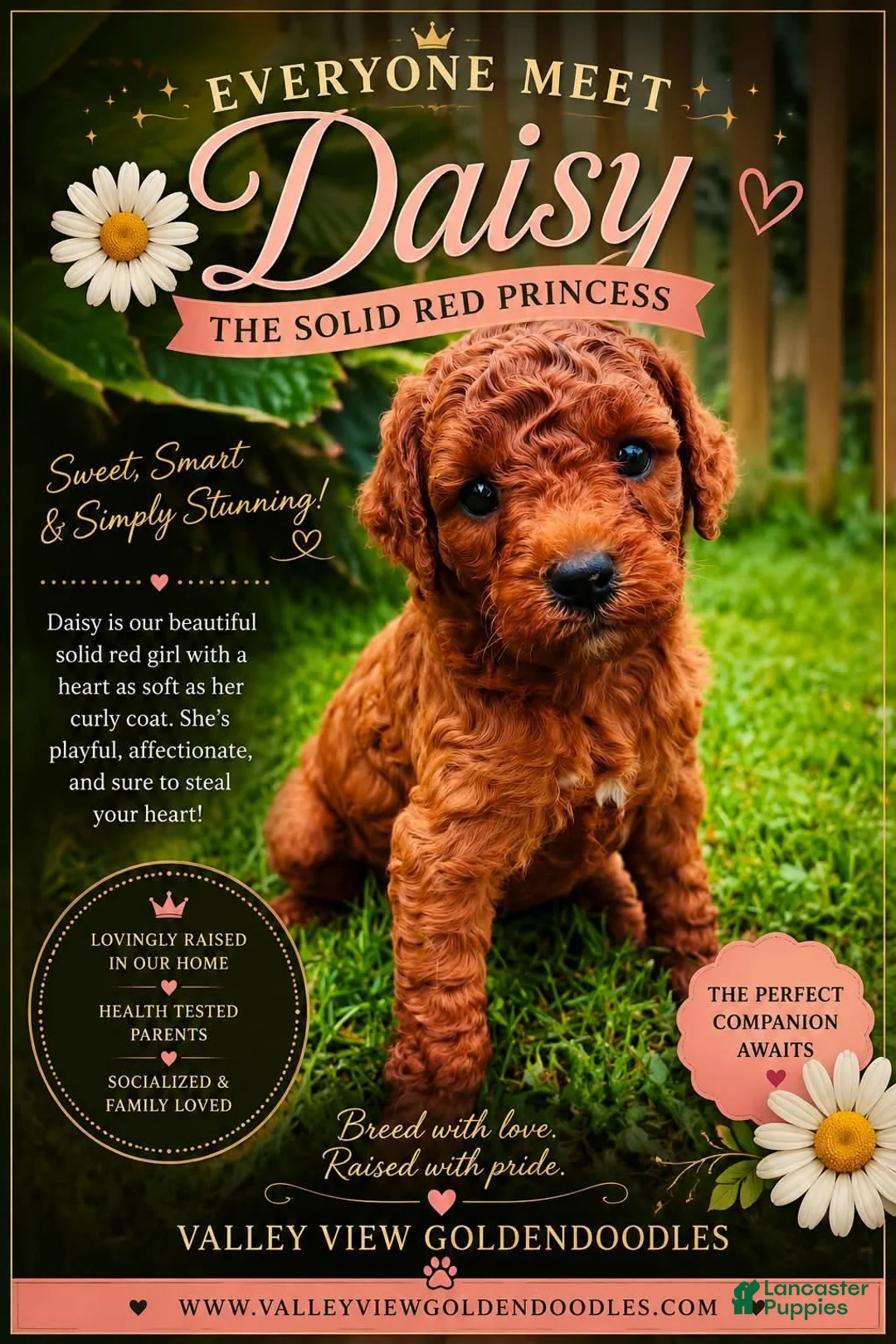 Mini Goldendoodle dogs for sale: Daisy - Ad 2