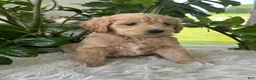 Mini Goldendoodle dogs for sale: Anita  - Ad 4