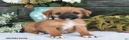 Mixed Breed dogs for sale: Peanut  - Ad 1