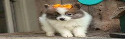 Pomeranian dogs for sale: Easton🐾 - Ad 18