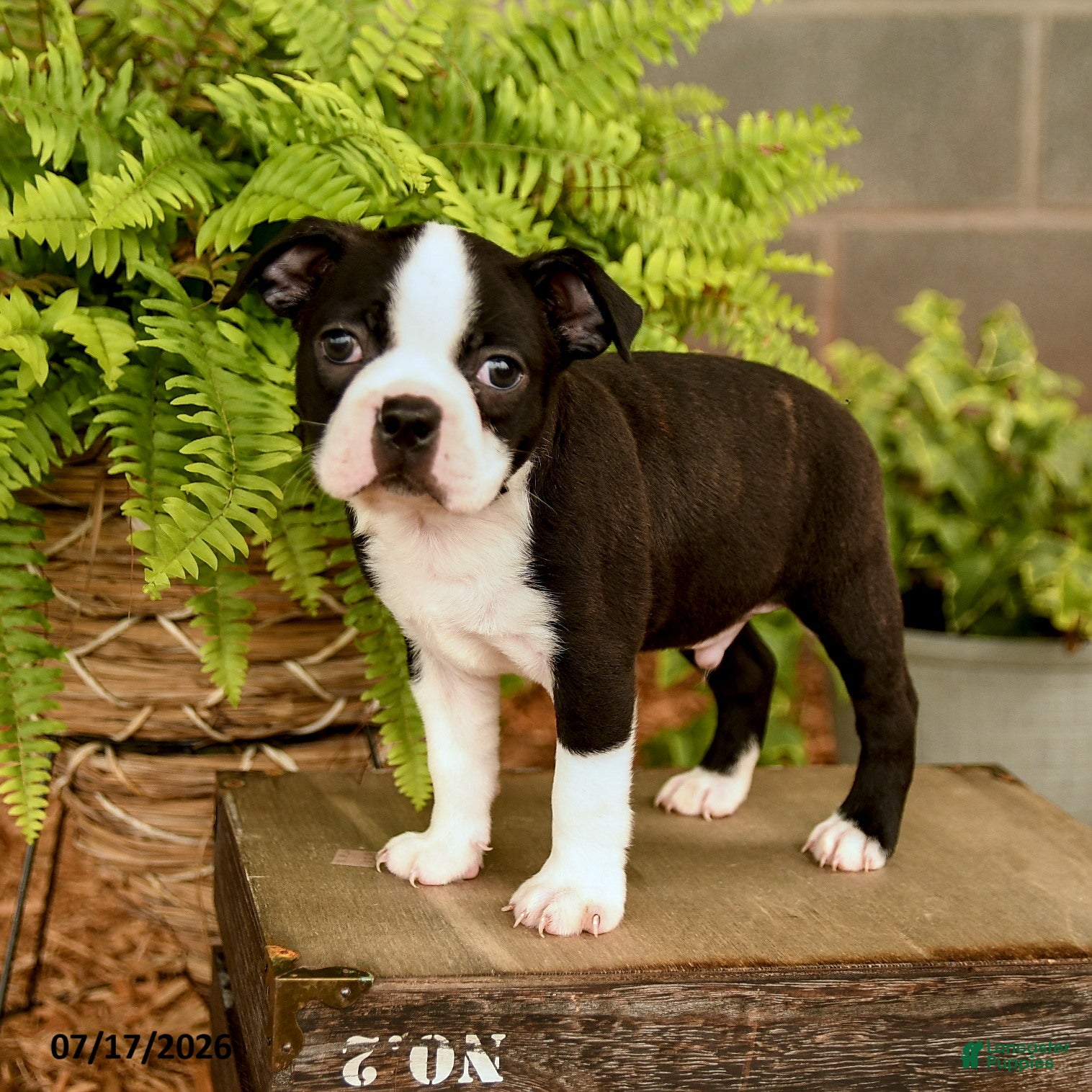 Boston Terrier dogs Dallas - Ad 2