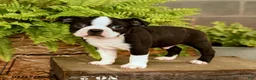 Boston Terrier dogs for sale: Dallas - Ad 2