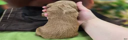 Cockapoo dogs for sale: Bud - Ad 5