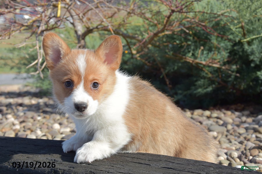 Welsh Corgi Pembroke dogs Ethan - Ad 2