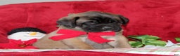 English Mastiff dogs for sale: Tasha  - Ad 3