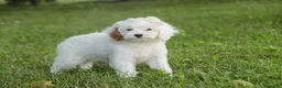 Mixed Breed dogs for sale: Thumbelina Munchkin Bernedoodle - Ad 8