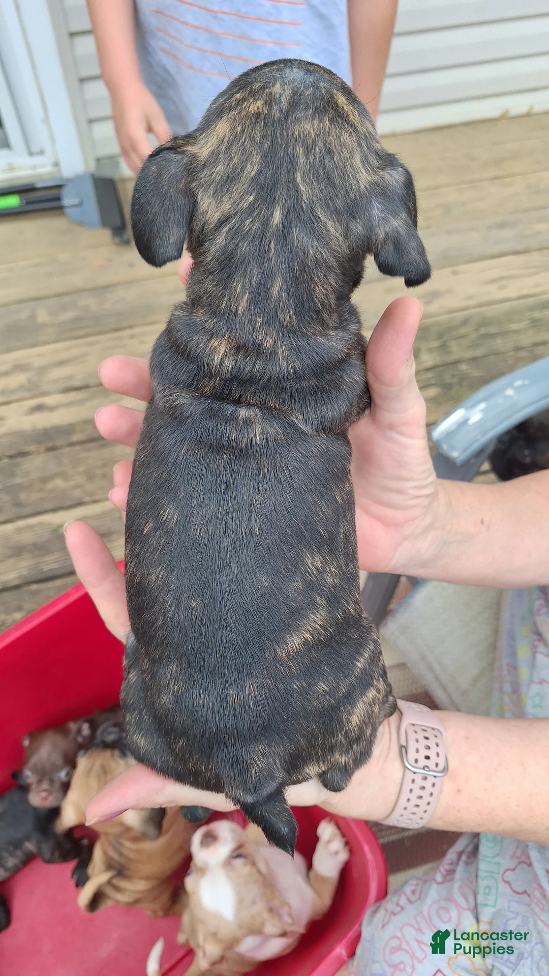 Mixed Breed dogs for sale: Shortcake - Ad 3