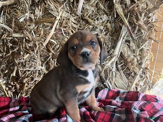 Mixed Breed dogs Patsy - Ad 25