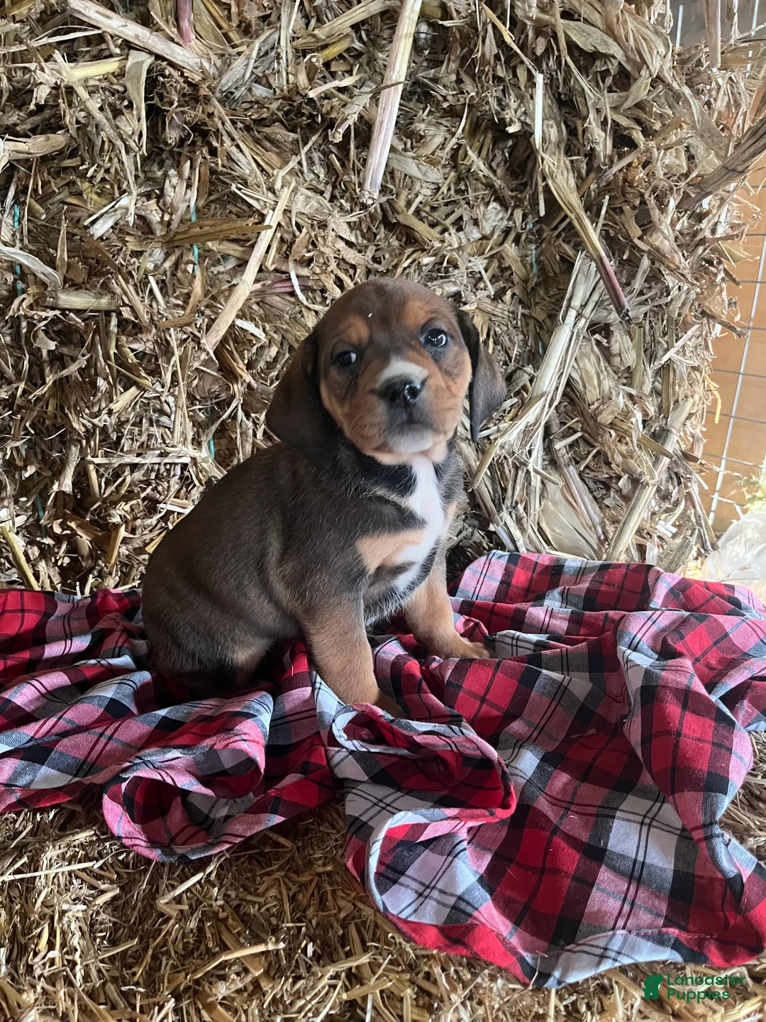 Mixed Breed dogs for sale: Patsy - Ad 1