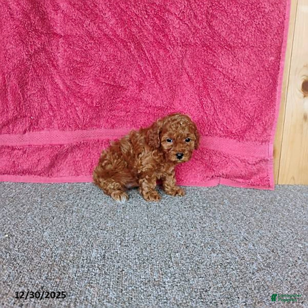 Toy Poodle dogs for sale: Cupcake - Ad 10