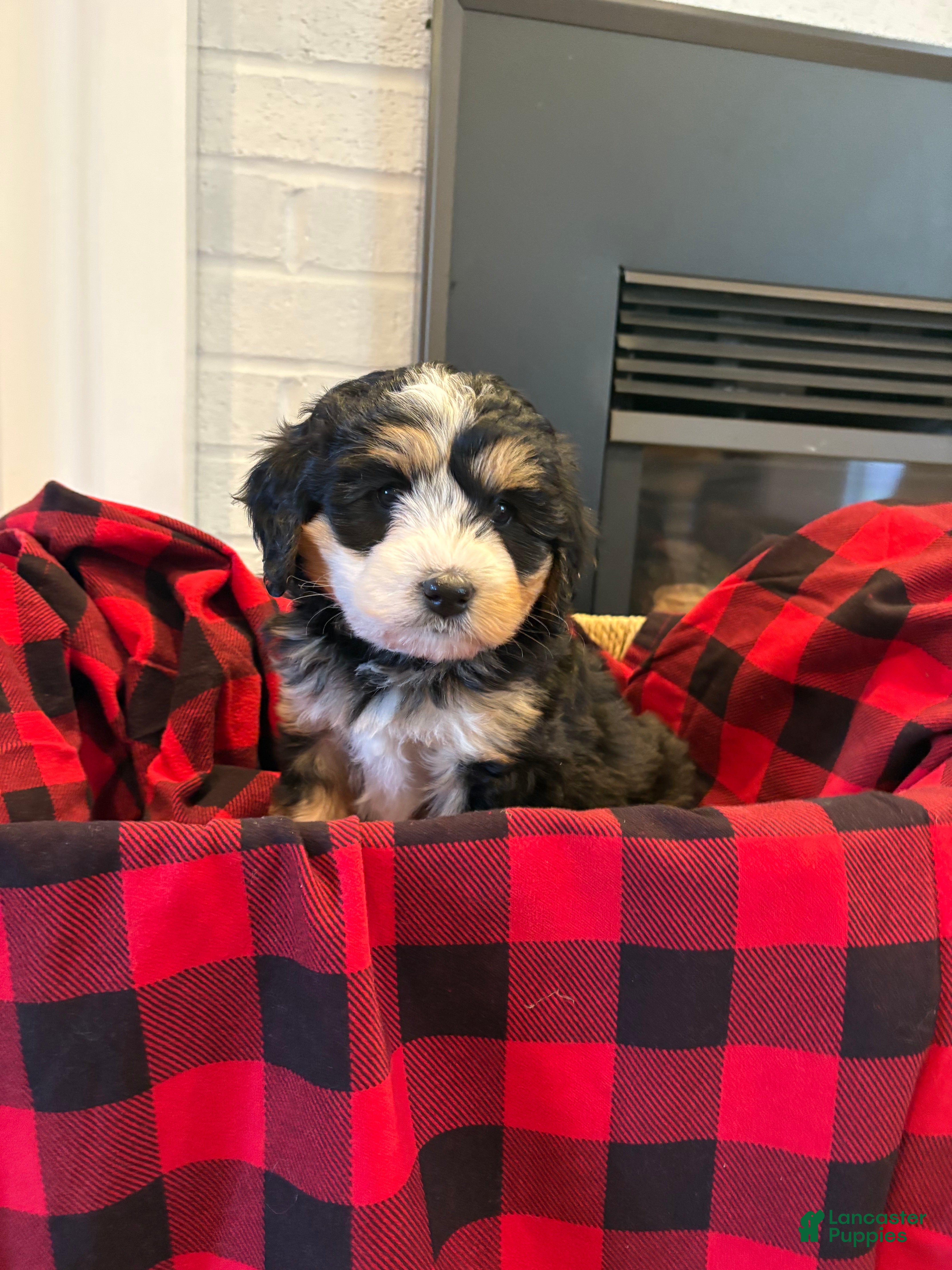 Mini Bernedoodle dogs Sadie - Ad 12