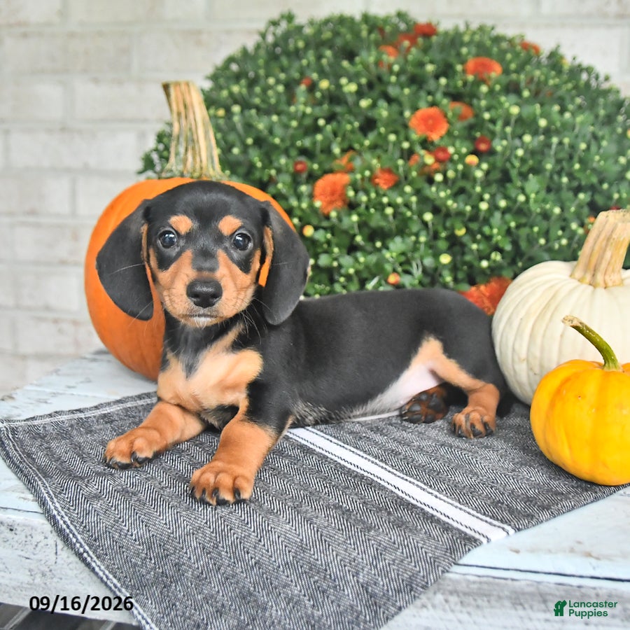 Miniature Dachshund dogs Parker - Ad 2