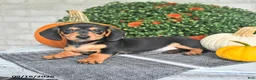 Miniature Dachshund dogs for sale: Parker - Ad 2