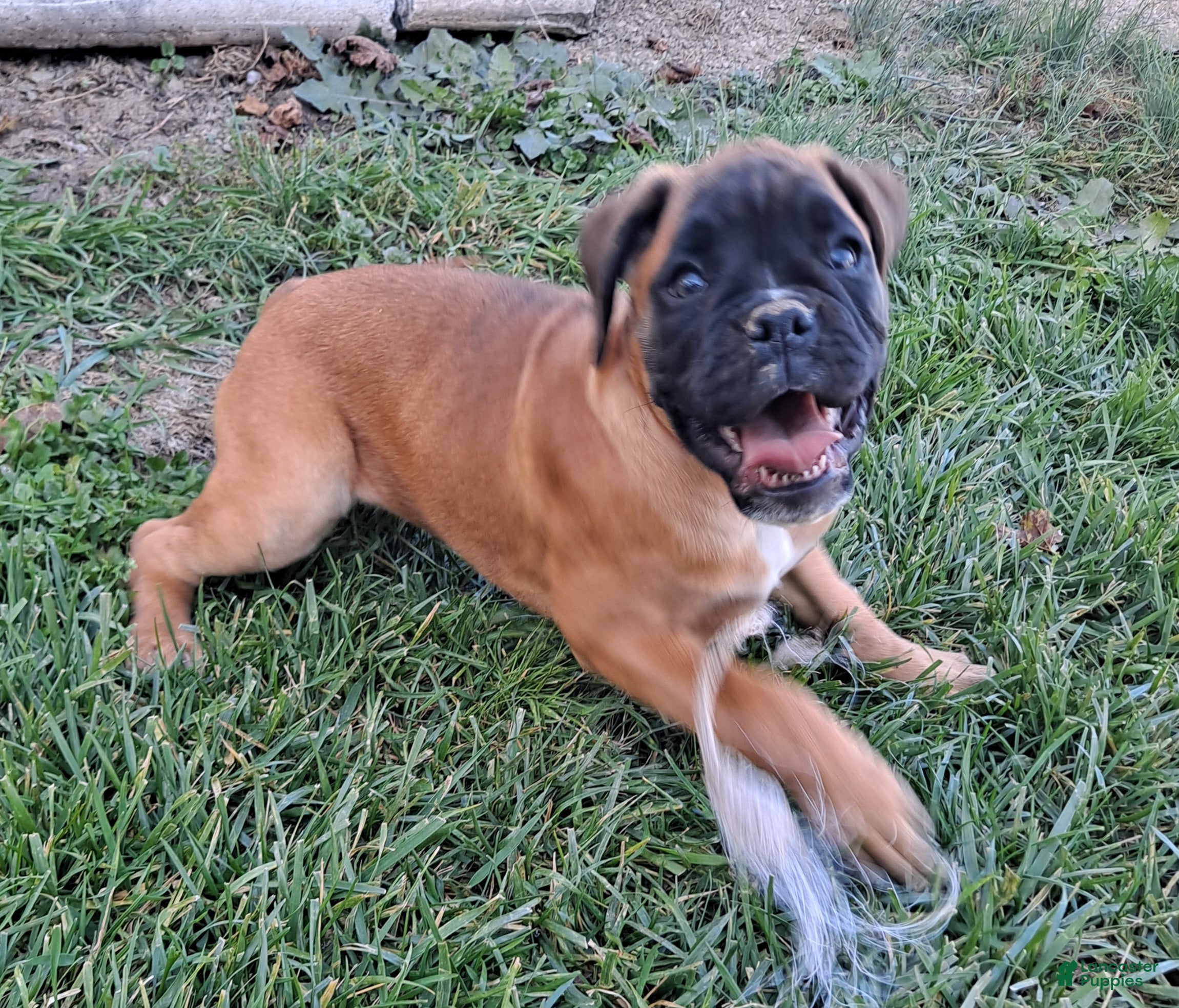 Boxer dogs for sale: Taylee - Ad 1