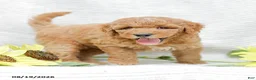 Goldendoodle dogs for sale: Josiah - Ad 10