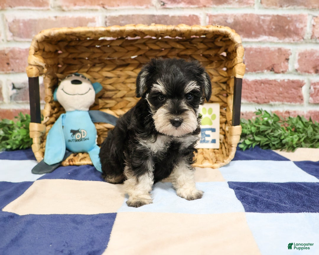 Miniature Schnauzer dogs for sale: Archie - Ad 3