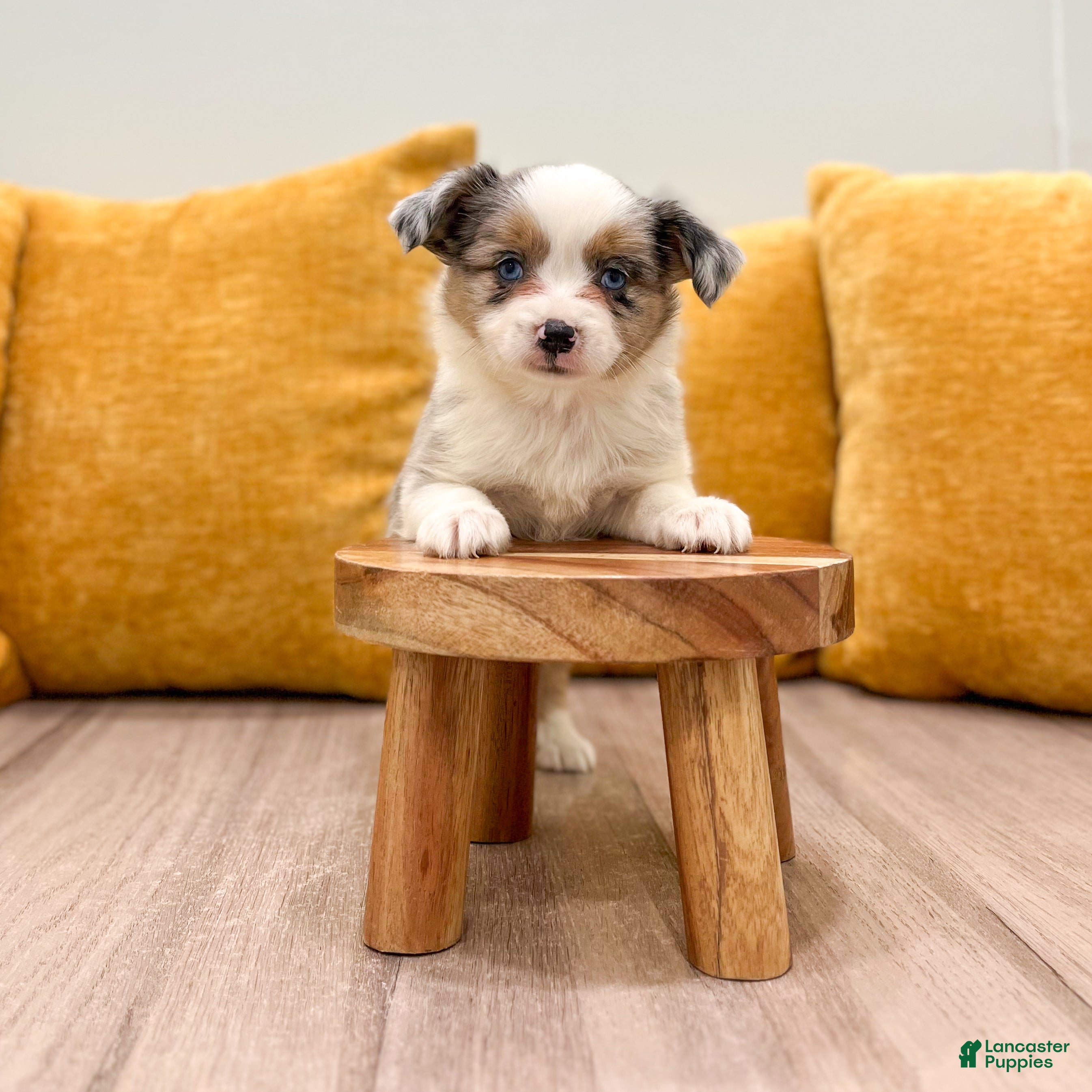 Miniature Australian Shepherd dogs Twinkle - Ad 2