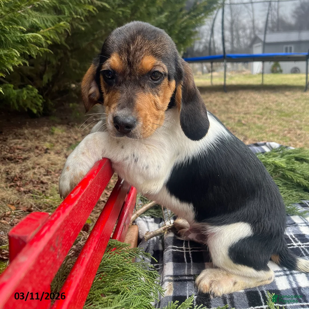 Beagle dogs for sale: Anson - Ad 6