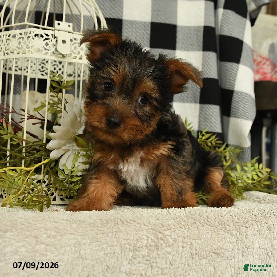 Yorkshire Terrier dogs Asher - Ad 2