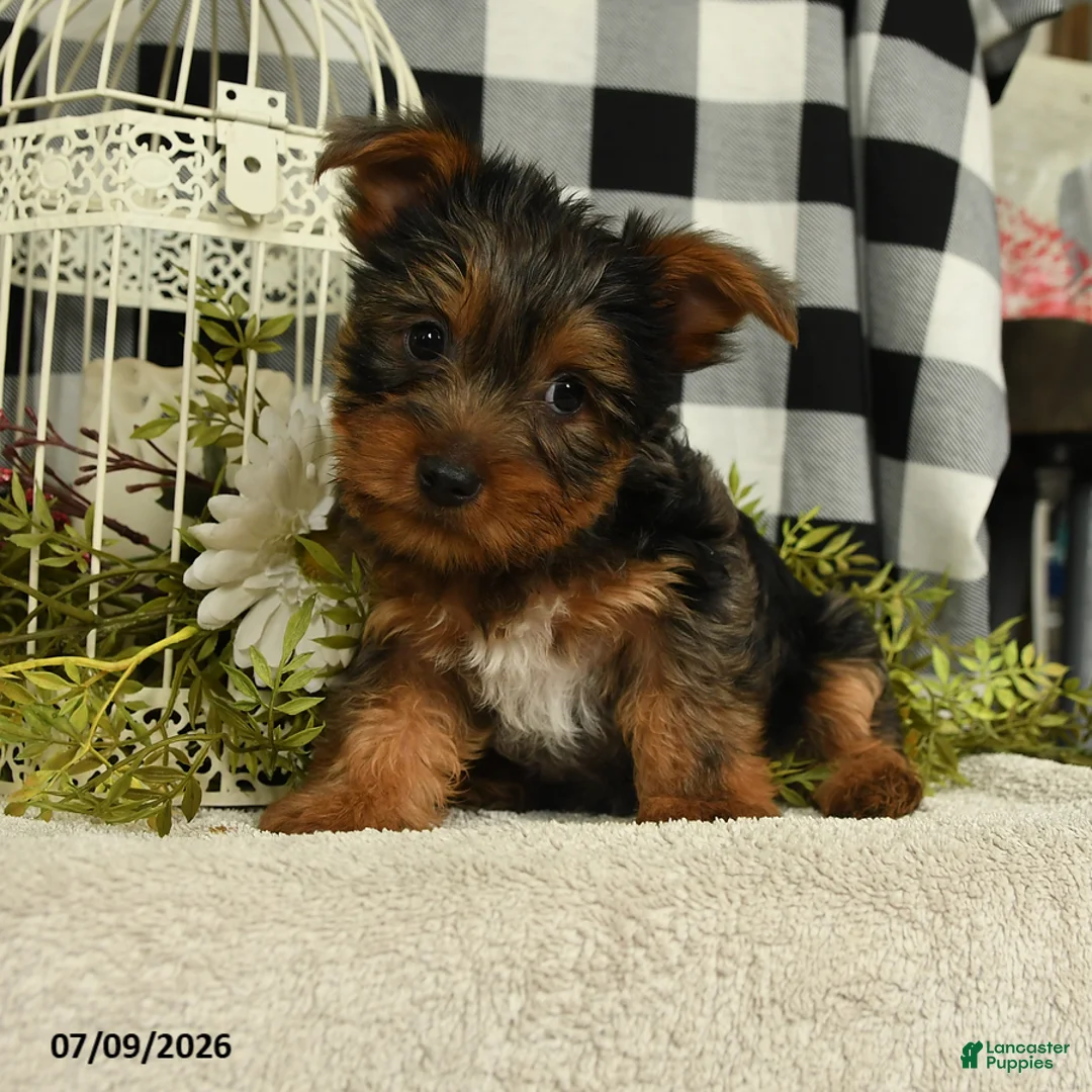 Yorkshire Terrier dogs for sale: Asher - Ad 2