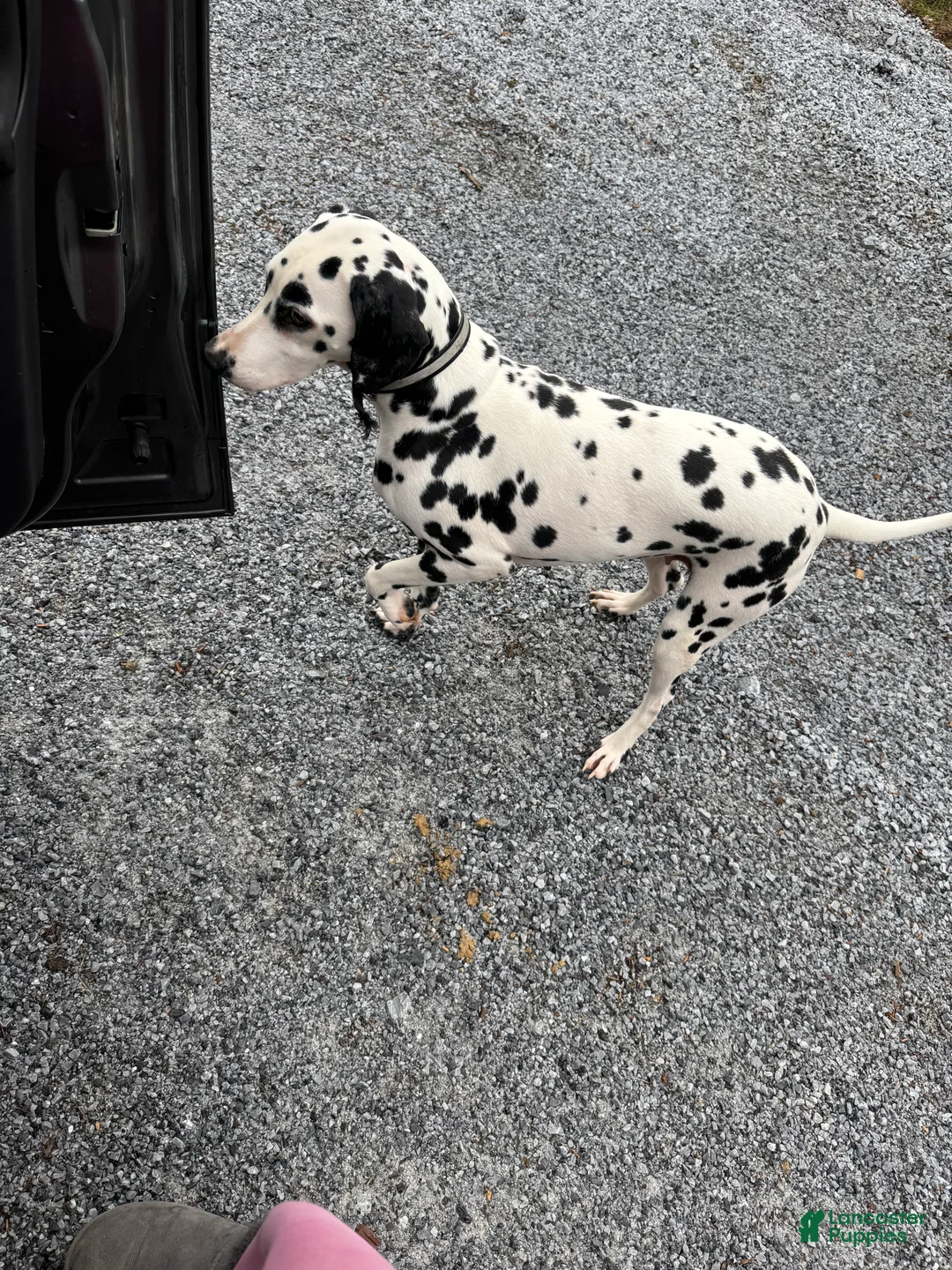 Dalmatian dogs for sale: Dalmatian Puppy 1 - Ad 2
