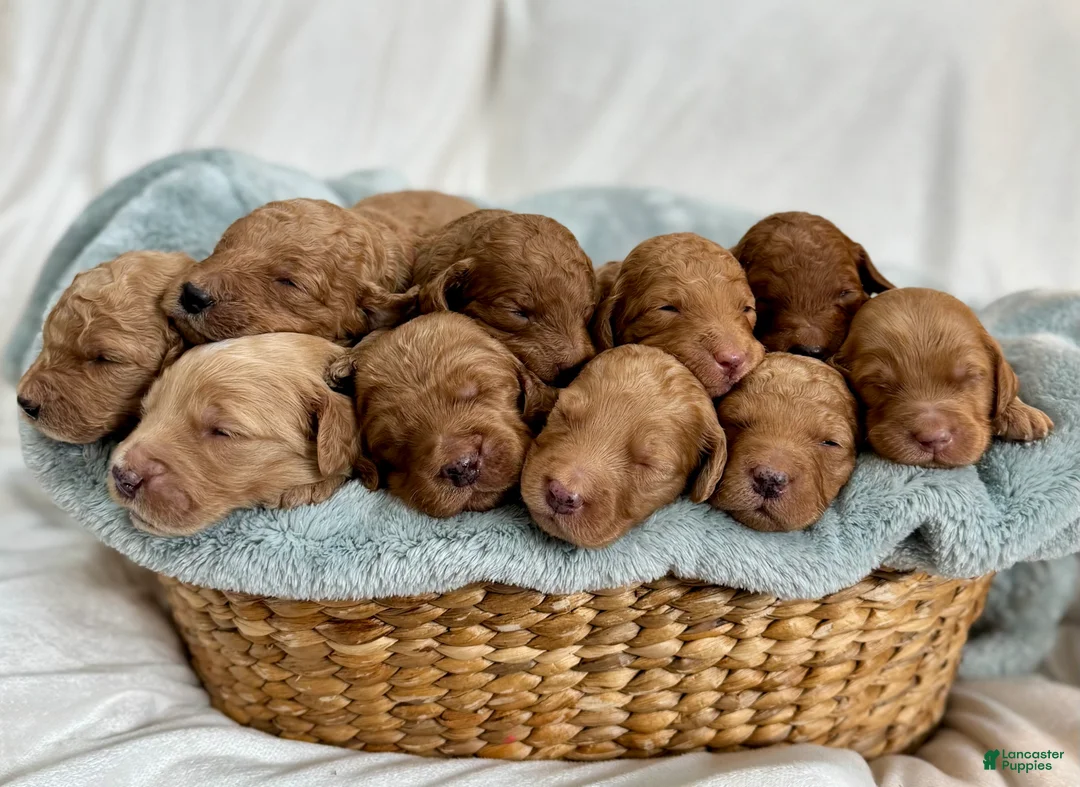 Goldendoodle dogs for sale: Laddie  - Ad 6