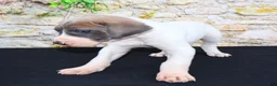 Great Dane dogs for sale: Janie - Ad 3