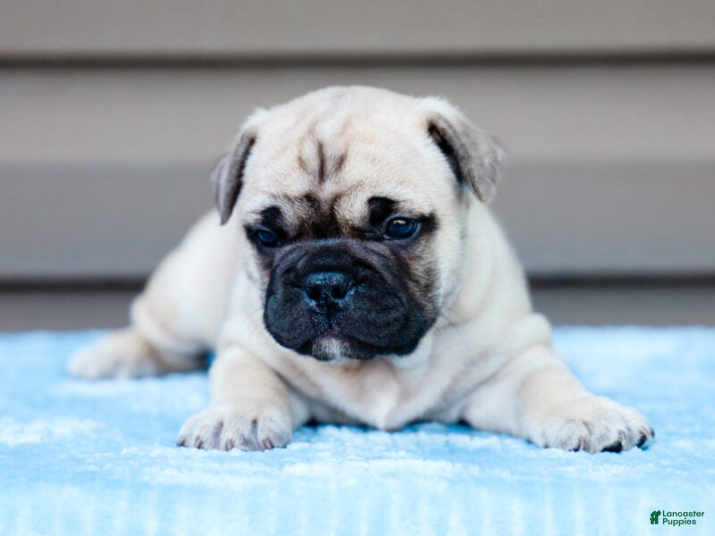 French Bulldog dogs Miracle - Ad 1