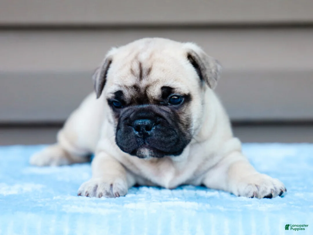 French Bulldog dogs for sale: Miracle - Ad 1