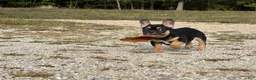 French Bulldog dogs for sale: Flynn  - Ad 16