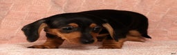 Miniature Dachshund dogs for sale: Emmy - Ad 9