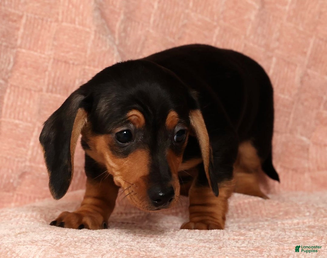 Miniature Dachshund dogs for sale: Emmy - Ad 9