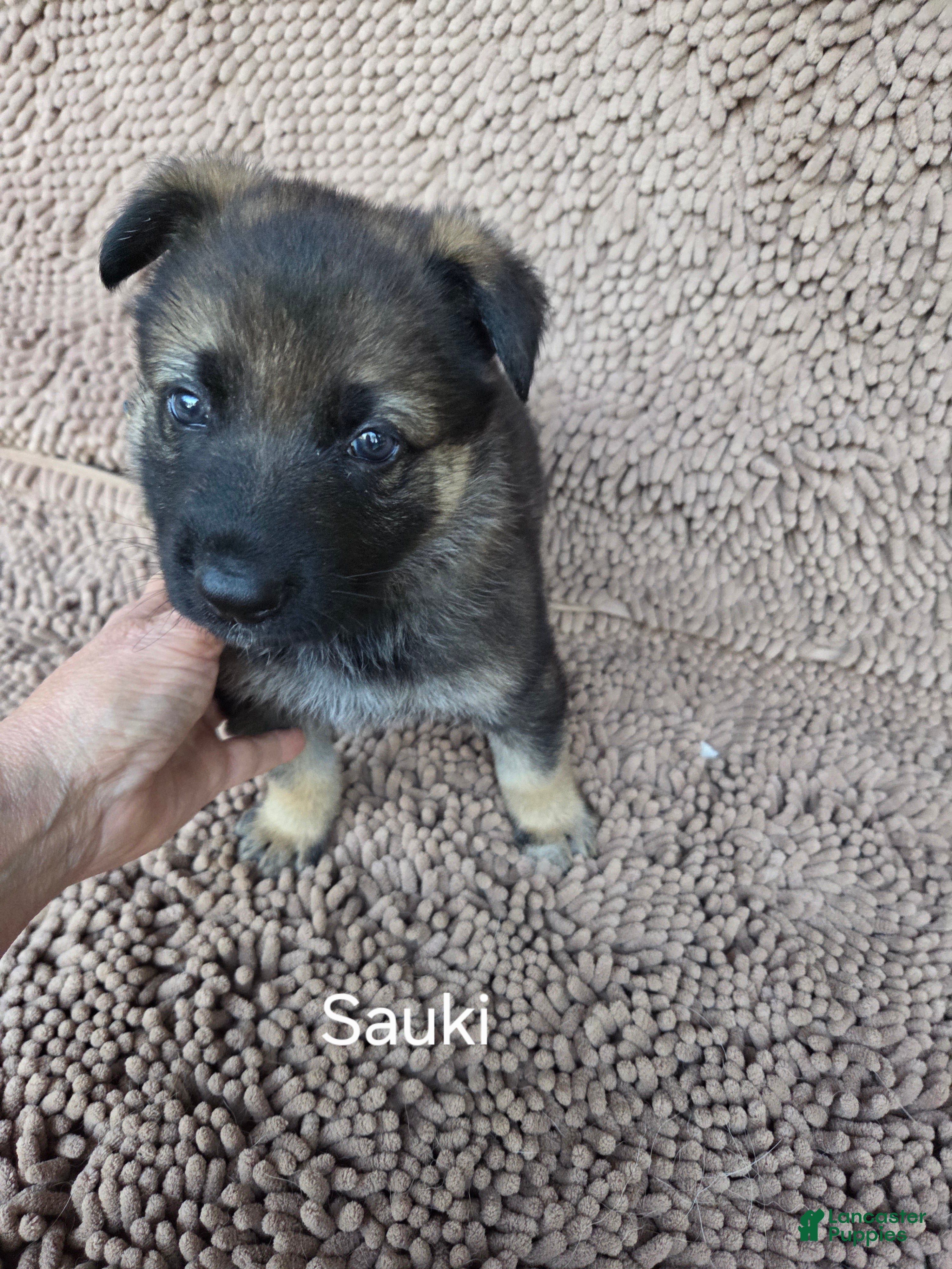 German Shepherd dogs SAKI - Ad 1