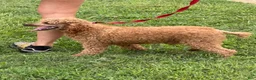 Miniature Poodle dogs for sale: Brent - Ad 3