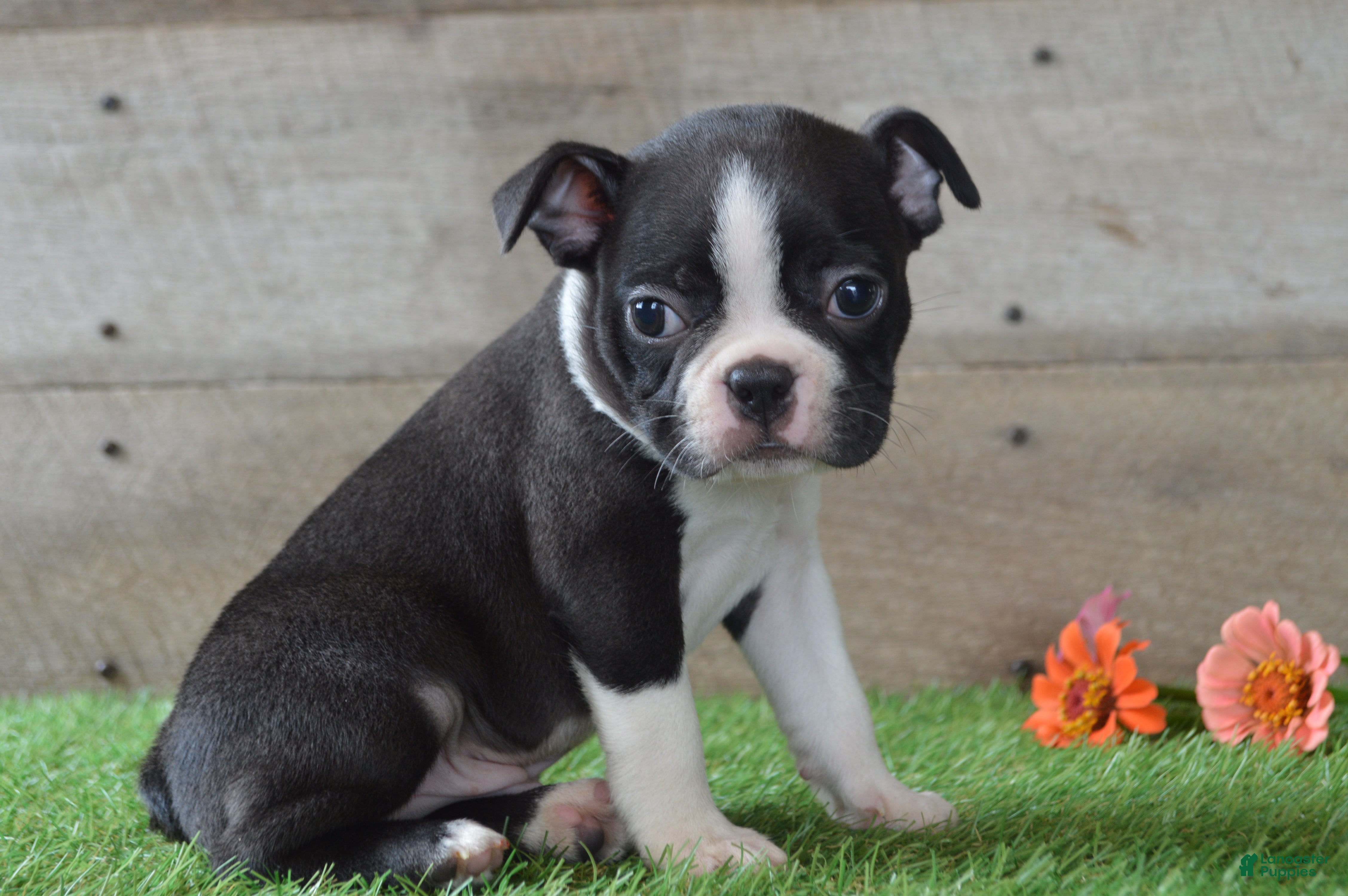 Boston Terrier dogs Landon - Ad 1