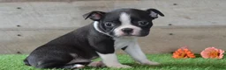Boston Terrier dogs for sale: Landon - Ad 1