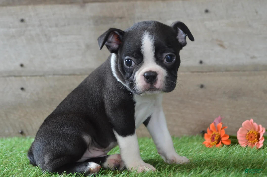 Boston Terrier dogs for sale: Landon - Ad 1